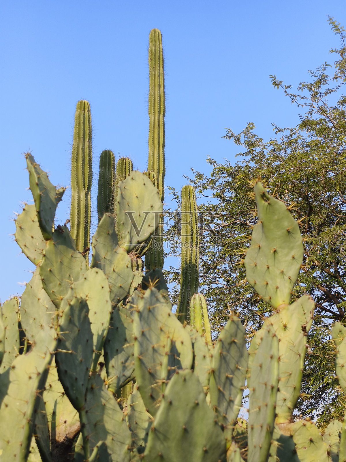 蓝天下，仙人掌科植物与柱状仙人掌照片摄影图片