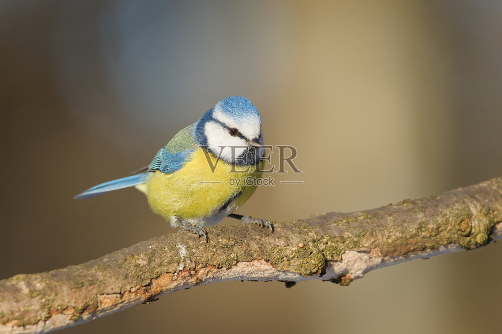 蓝冠山雀（Cyanistes caeruleus）— 栖息在枯树上照片摄影图片