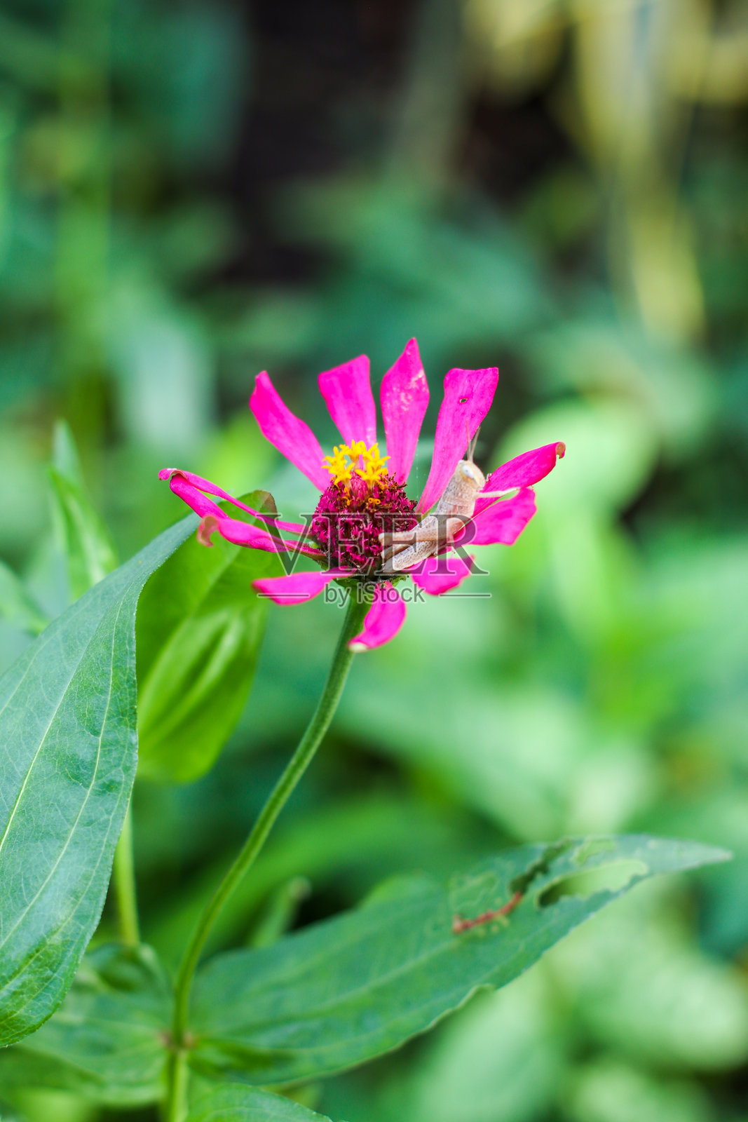 一只蚱蜢停在一朵花上照片摄影图片