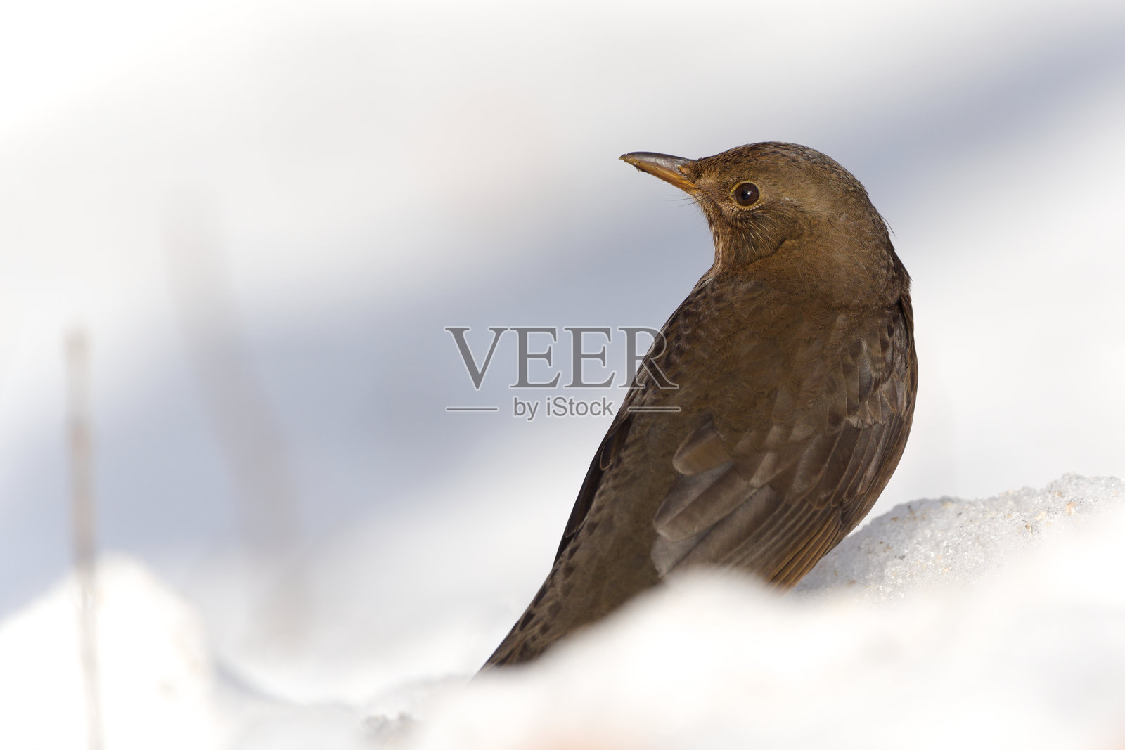 雪中乌鸫（Turdus merula）雌鸟，冬季照片摄影图片
