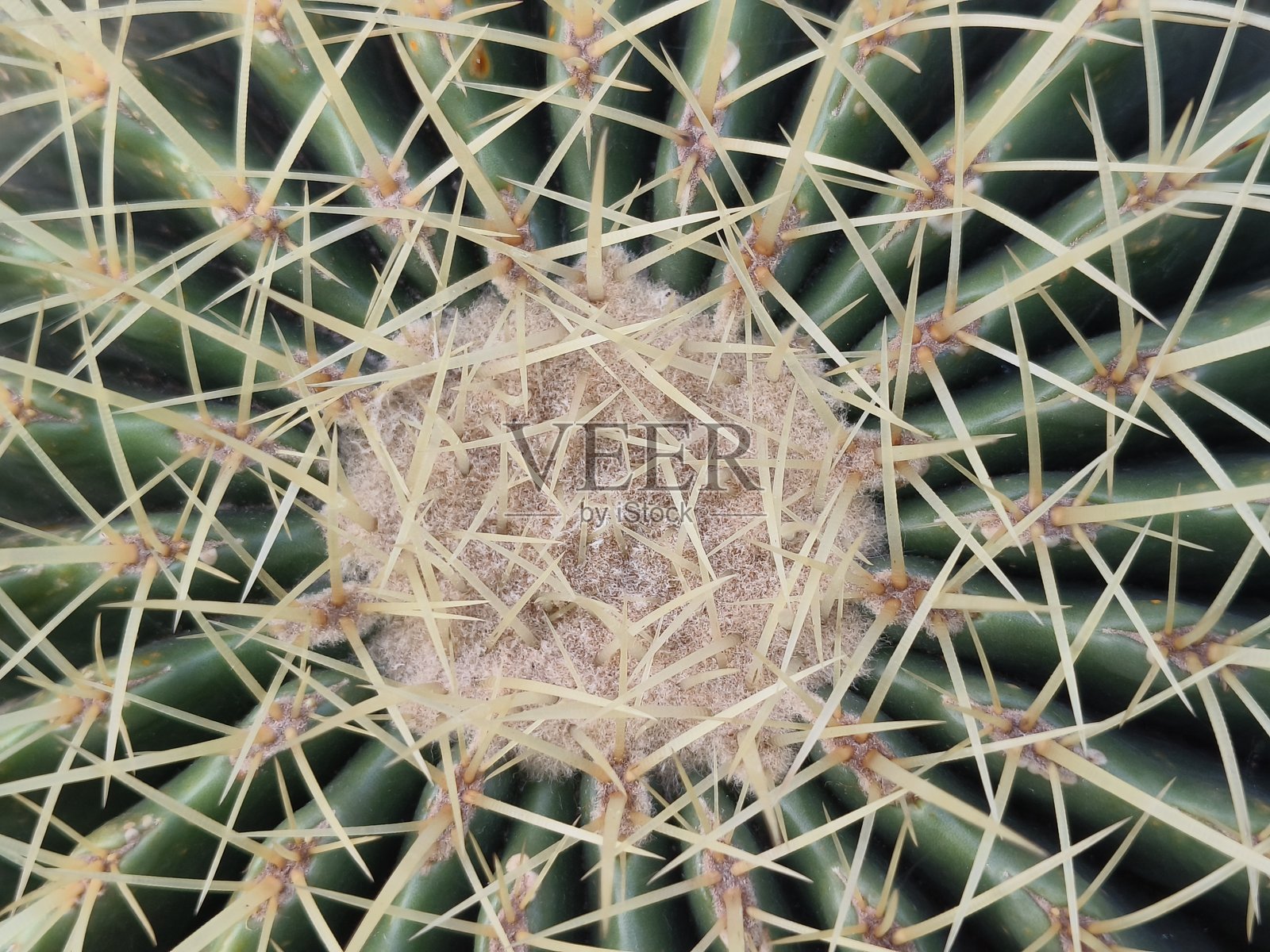 金球仙人掌照片摄影图片