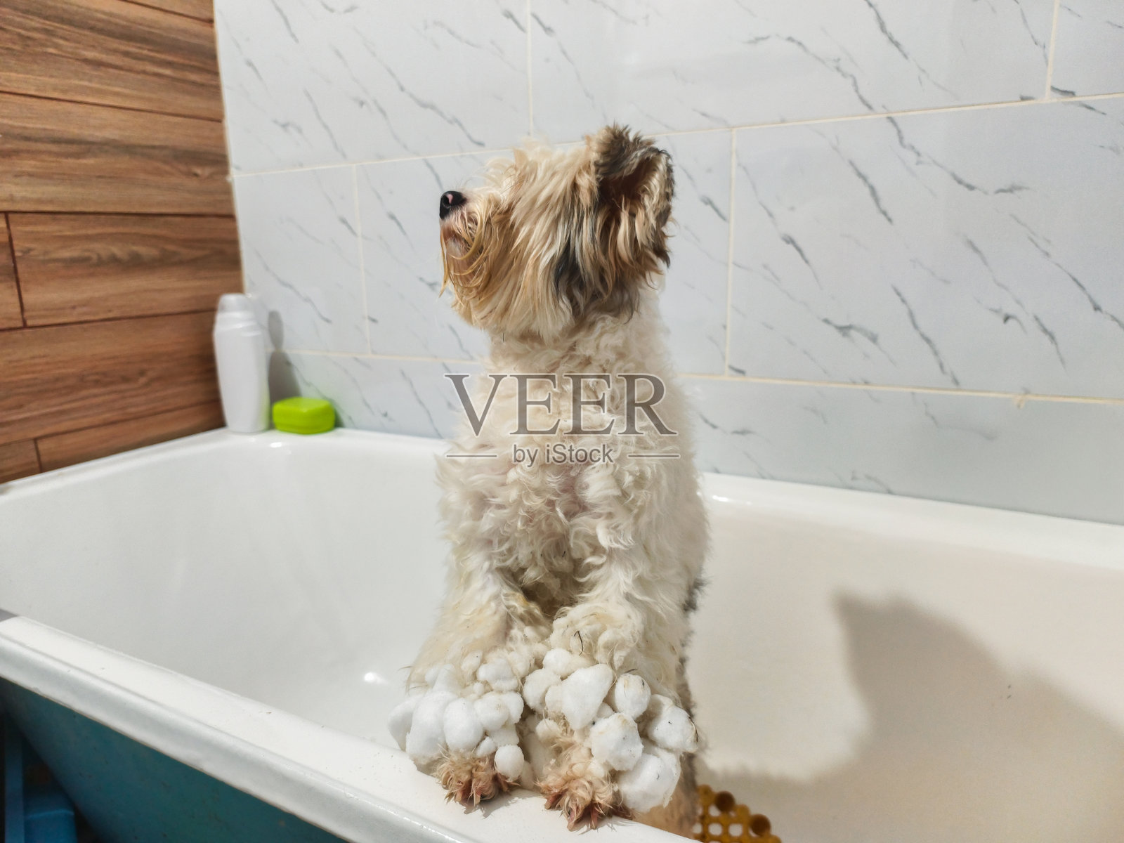 一只白色的小猎犬站在浴缸里，爪子和毛发上沾着融化的雪和冰，耐心地抬头等待温柔的梳洗和冲澡。照片摄影图片