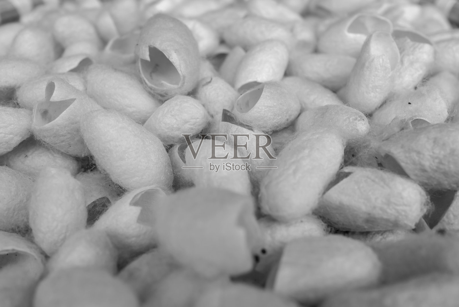 一堆蚕茧照片摄影图片