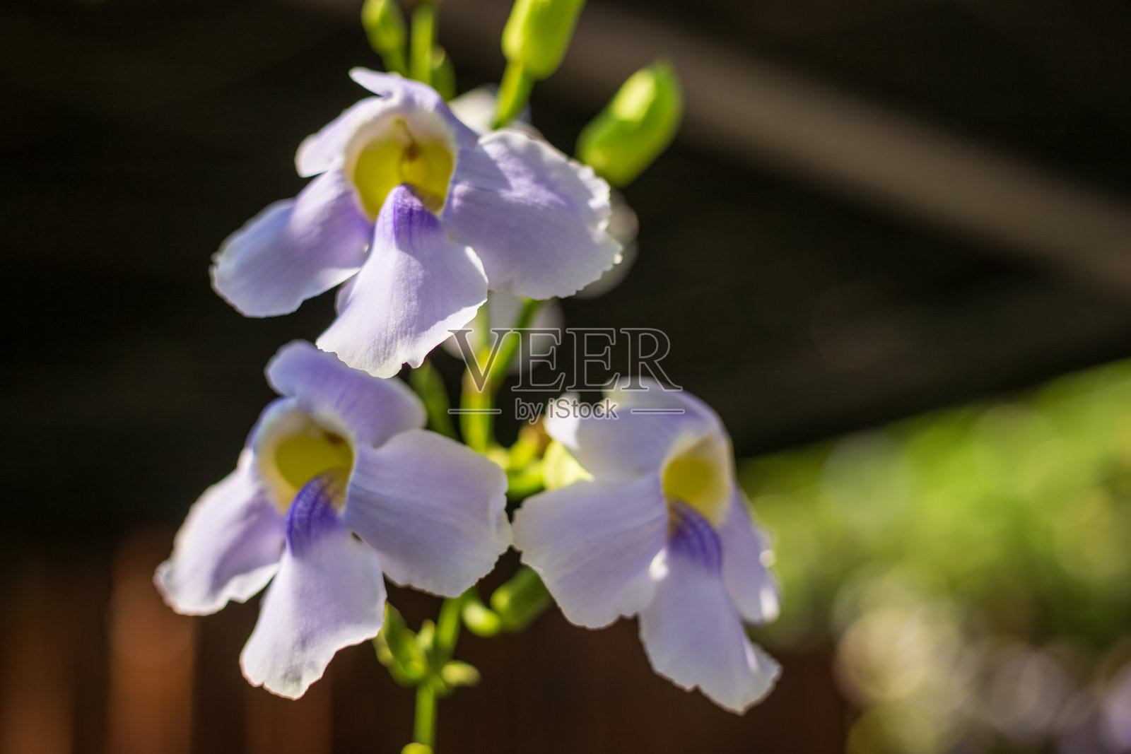 温暖的逆光照射下，展示着邓伯花细腻的质感。照片摄影图片