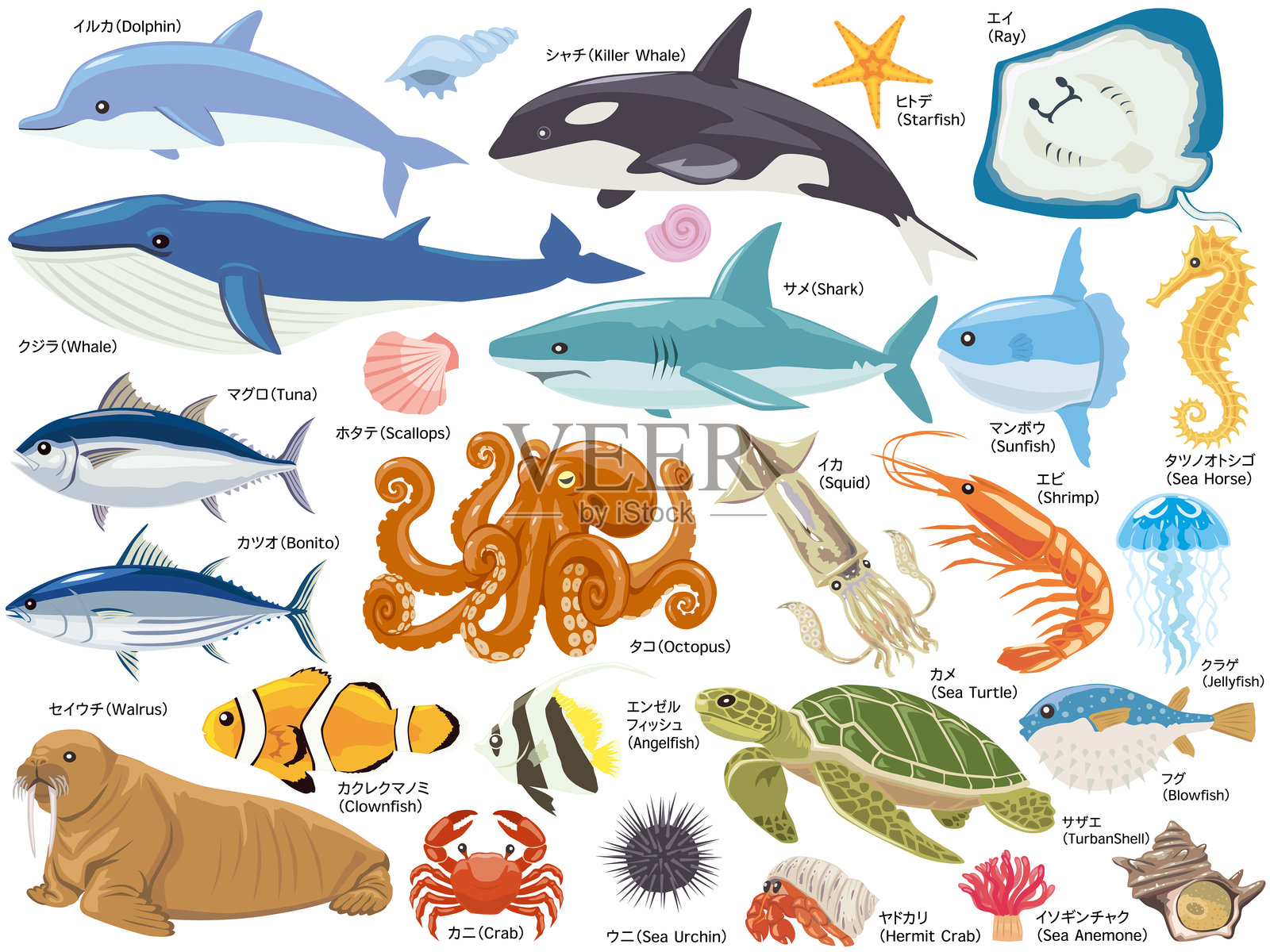 海洋生物集合，包括鲸鱼、海豚和鲨鱼插画图片素材