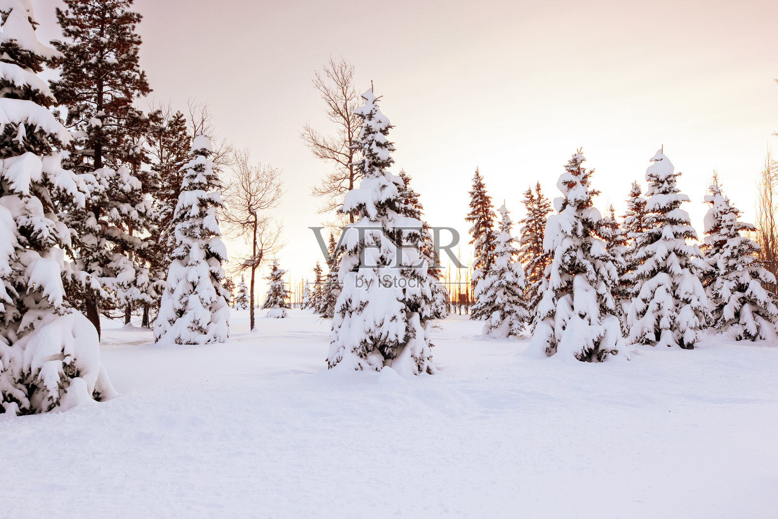 冬日粉橙色日落余晖映照雪林照片摄影图片