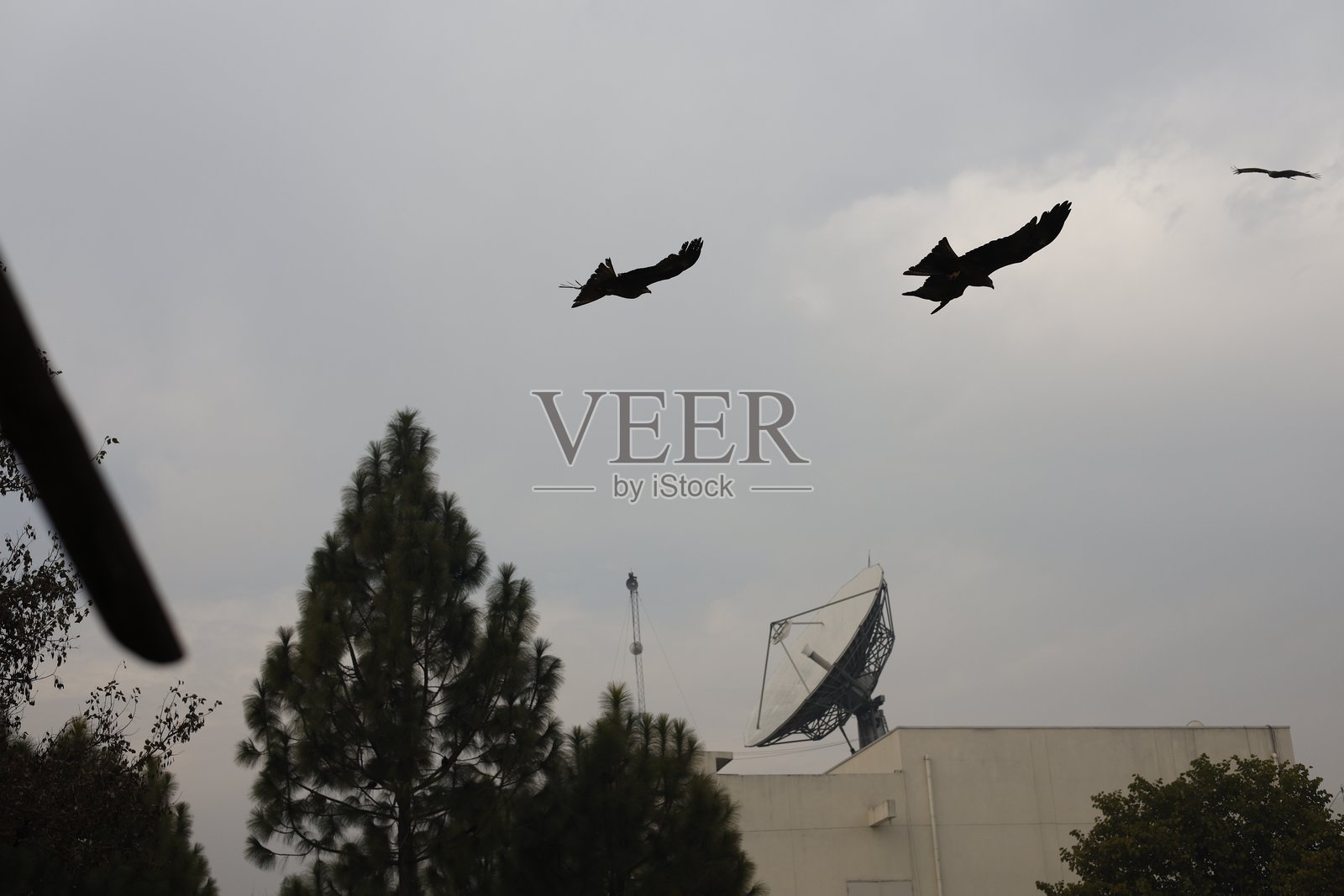 飞翔的鸟照片摄影图片