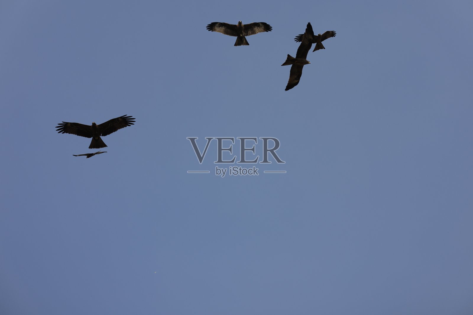 飞翔的鸟照片摄影图片