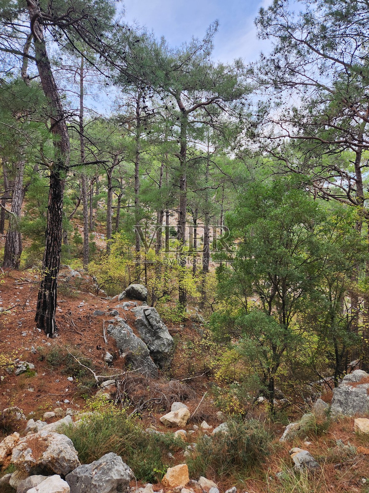 土耳其，安塔利亚，安迪夫利，利西亚之路。森林。照片摄影图片