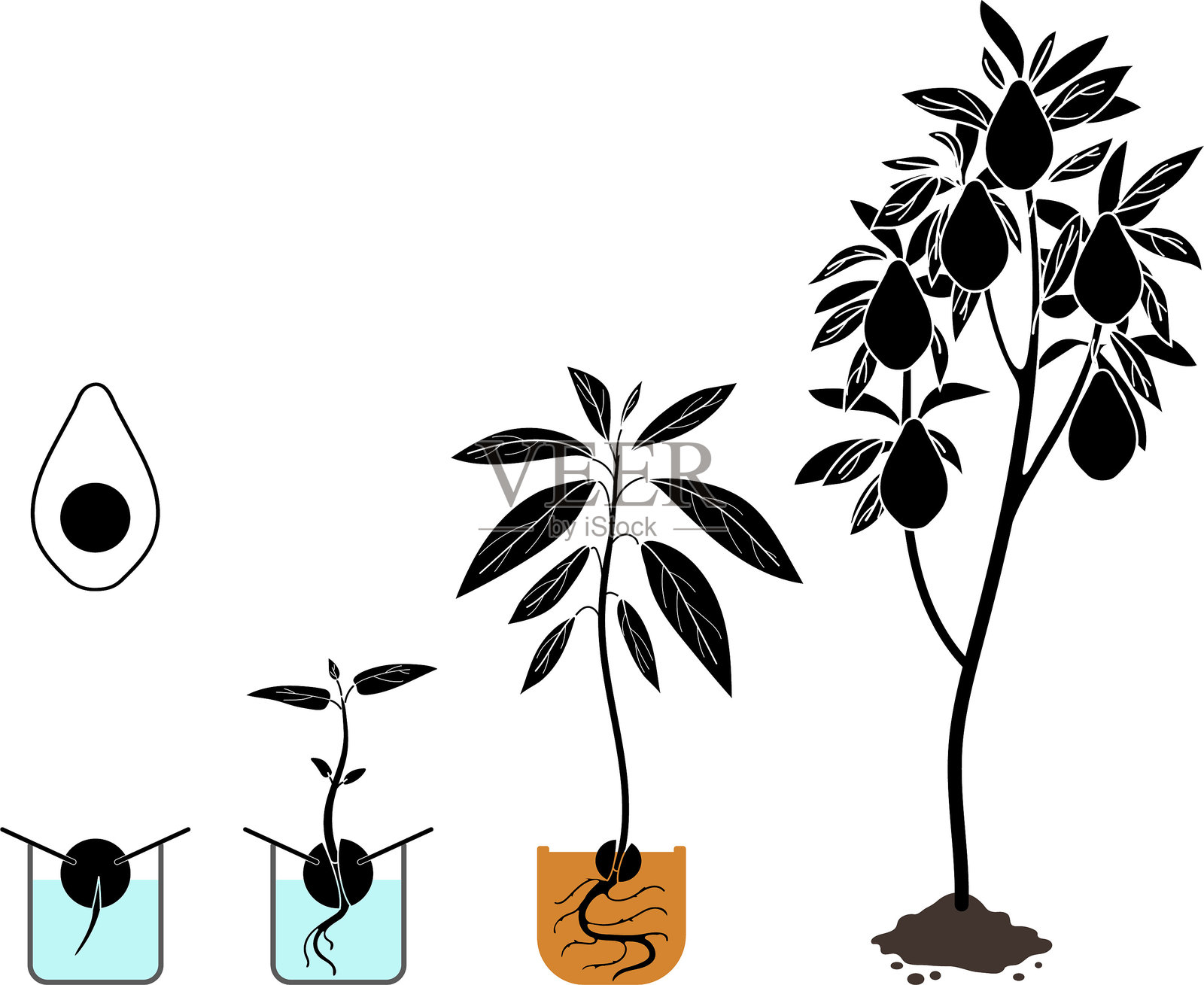 牛油果（Persea americana）生命周期植物的黑色剪影，孤立在白色背景上。从种子到树木的生长阶段插画图片素材