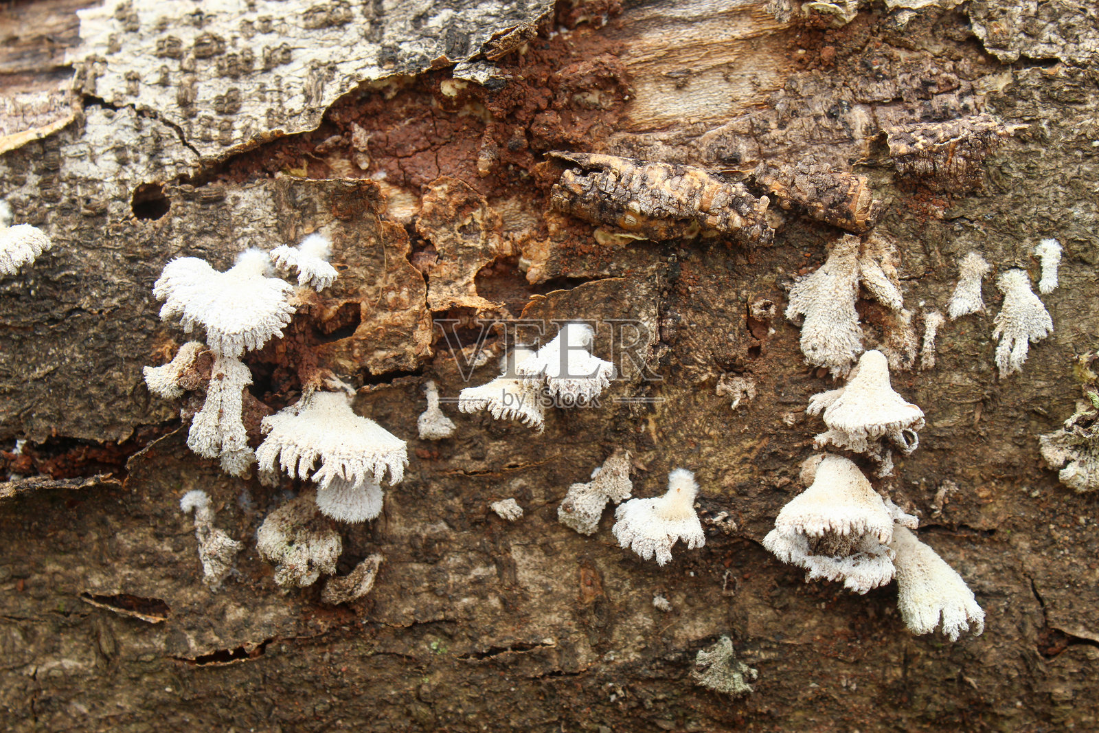 裂褶菌生长在腐烂的树干表面照片摄影图片