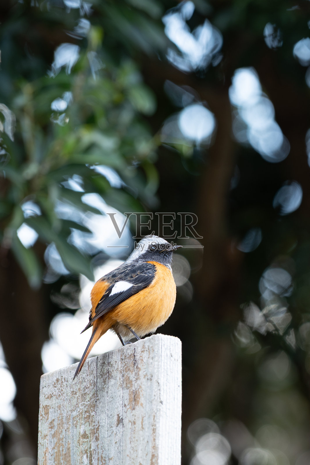雄性红尾鸲在白色木栅栏上照片摄影图片
