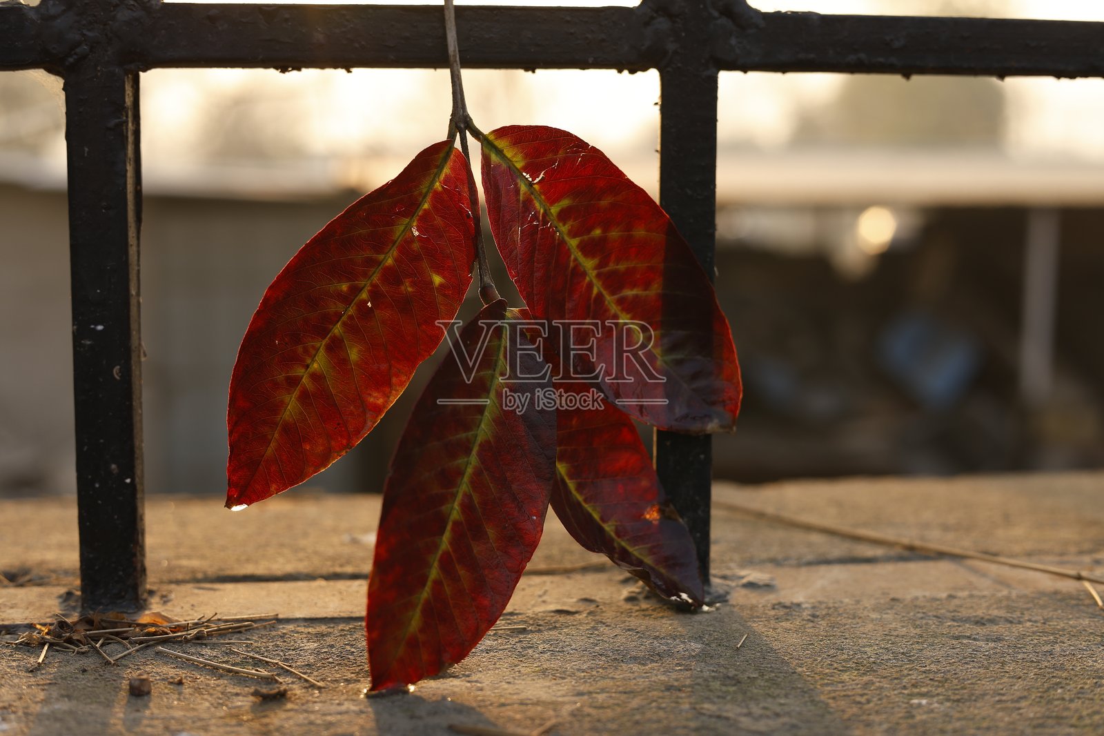 混合的秋叶照片摄影图片