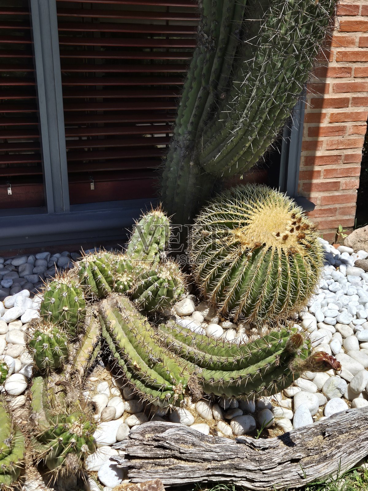 圆形的金色桶状仙人掌和高大的管风琴仙人掌在岩石花园里照片摄影图片