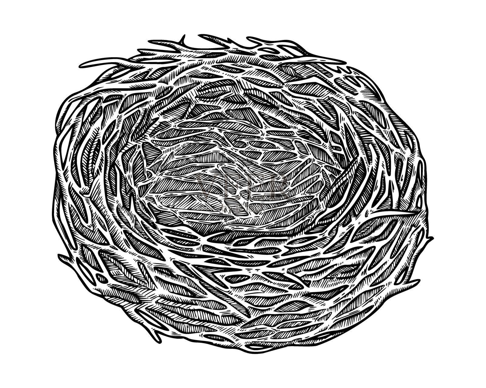 空鸟巢，枝条，复古复活节素描。逼真的手绘矢量插图，带有精细纹理。非常适合黑白卡片设计。非常适合节日装饰和自然主题艺术。插画图片素材