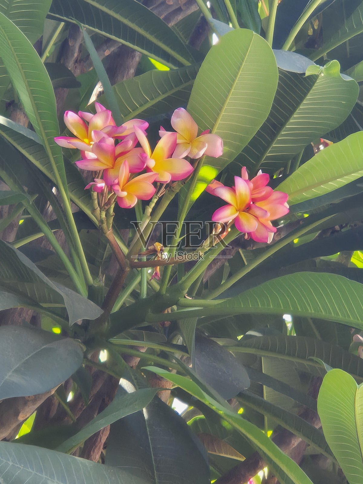 郁郁葱葱的绿叶衬托着鲜艳的粉红色鸡蛋花照片摄影图片