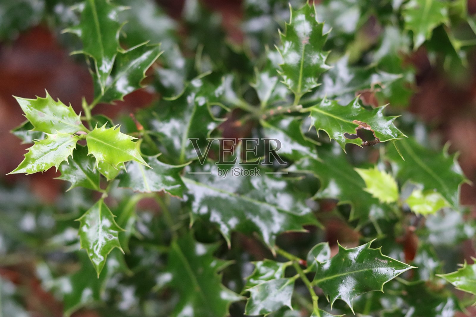 冬青叶特写照片摄影图片