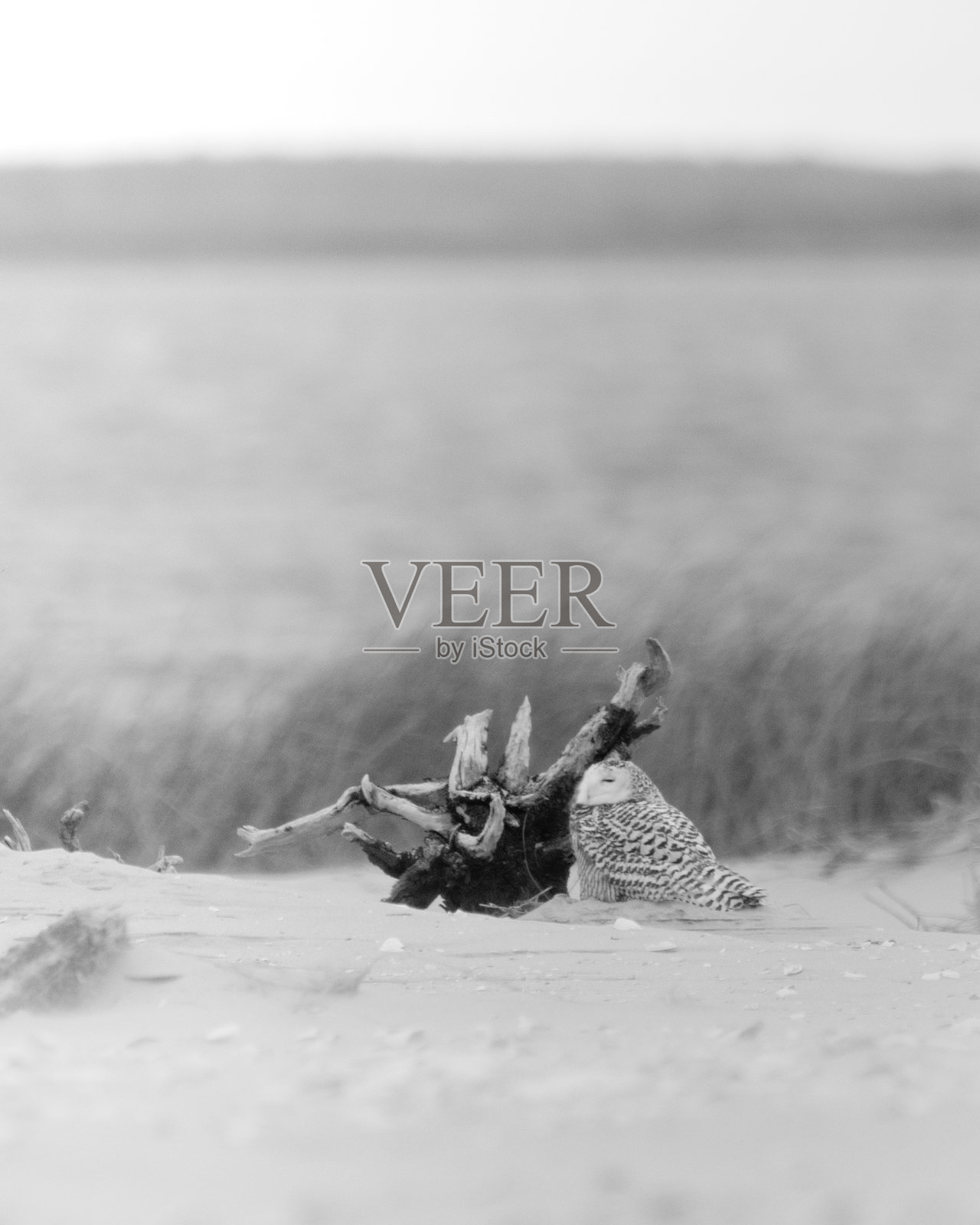 黑白雪鸮照片摄影图片