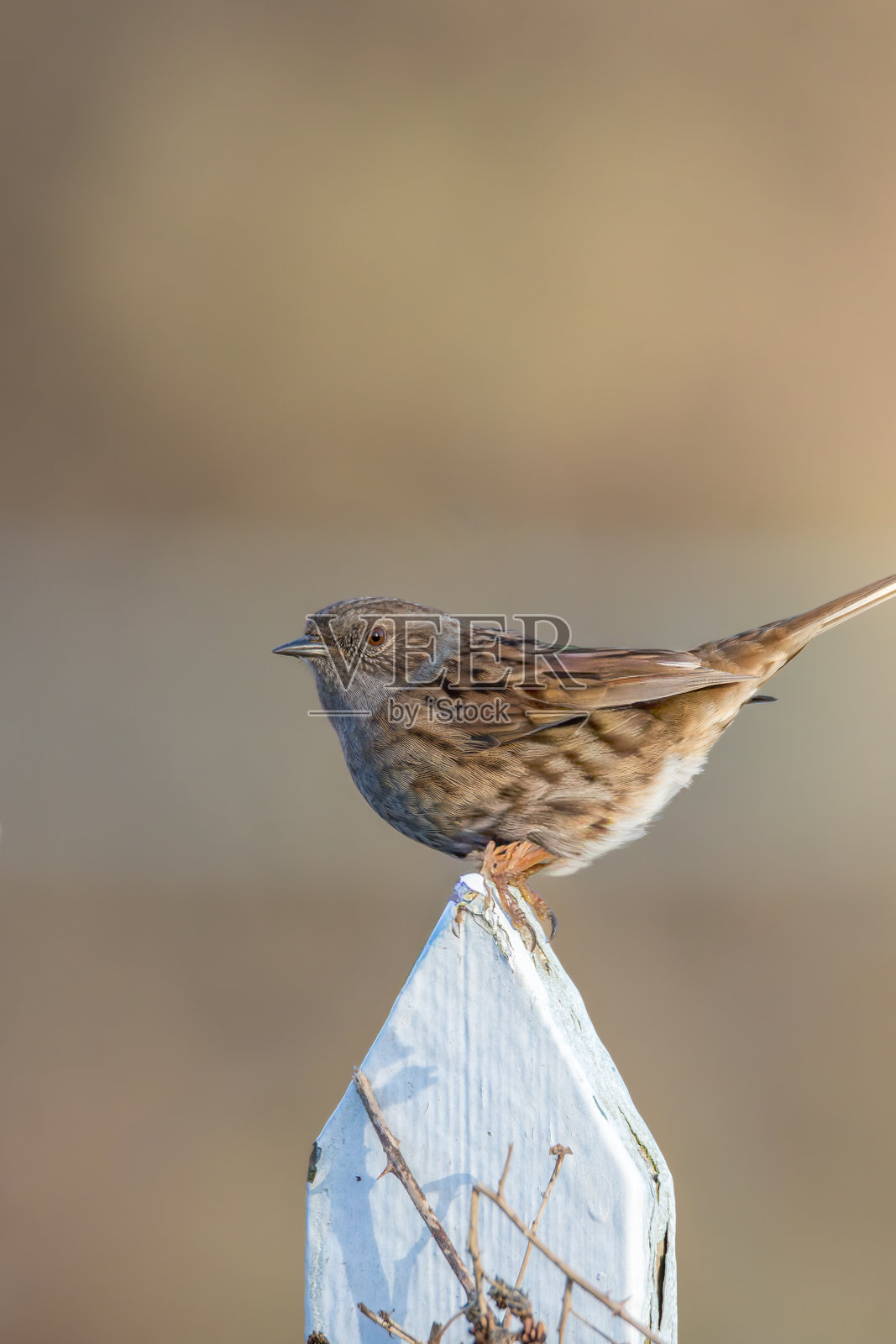2026年1月，诺森伯兰州斯泰克福德，普氏山雀（Prunella Modularis），羽毛呈低调的棕灰色照片摄影图片