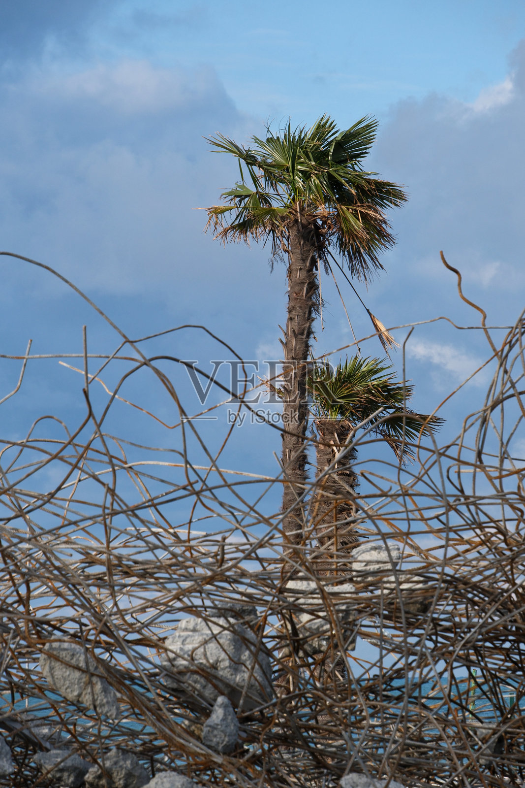 毁坏与自然的对比：布满铁锈钢筋的钢筋混凝土墙残垣，旁边是一棵绿色的棕榈树，天空布满云彩。照片摄影图片