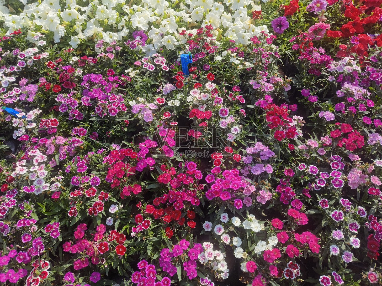 盛开的石竹花鲜艳多彩的组合照片摄影图片