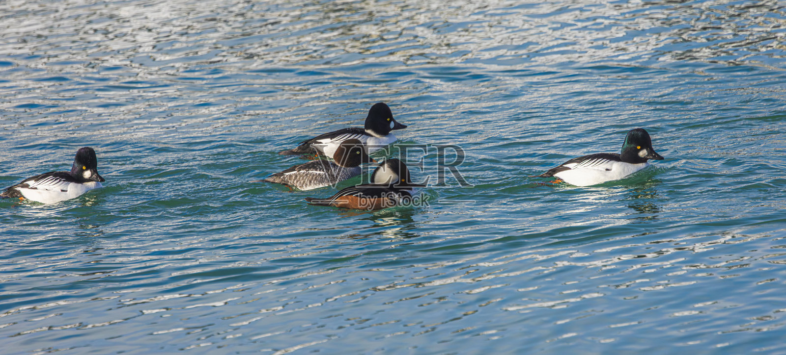 红头潜鸭和金眼鸭照片摄影图片