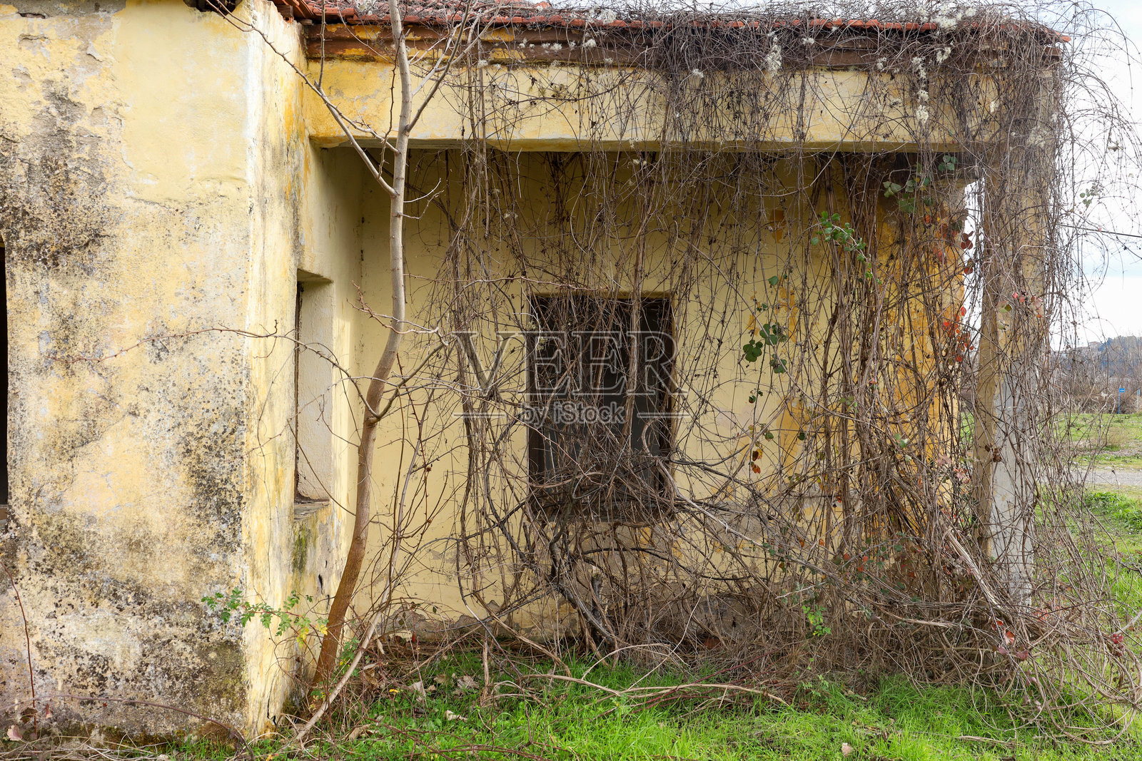 被废弃的房屋，爬满干枯的藤蔓和杂草照片摄影图片