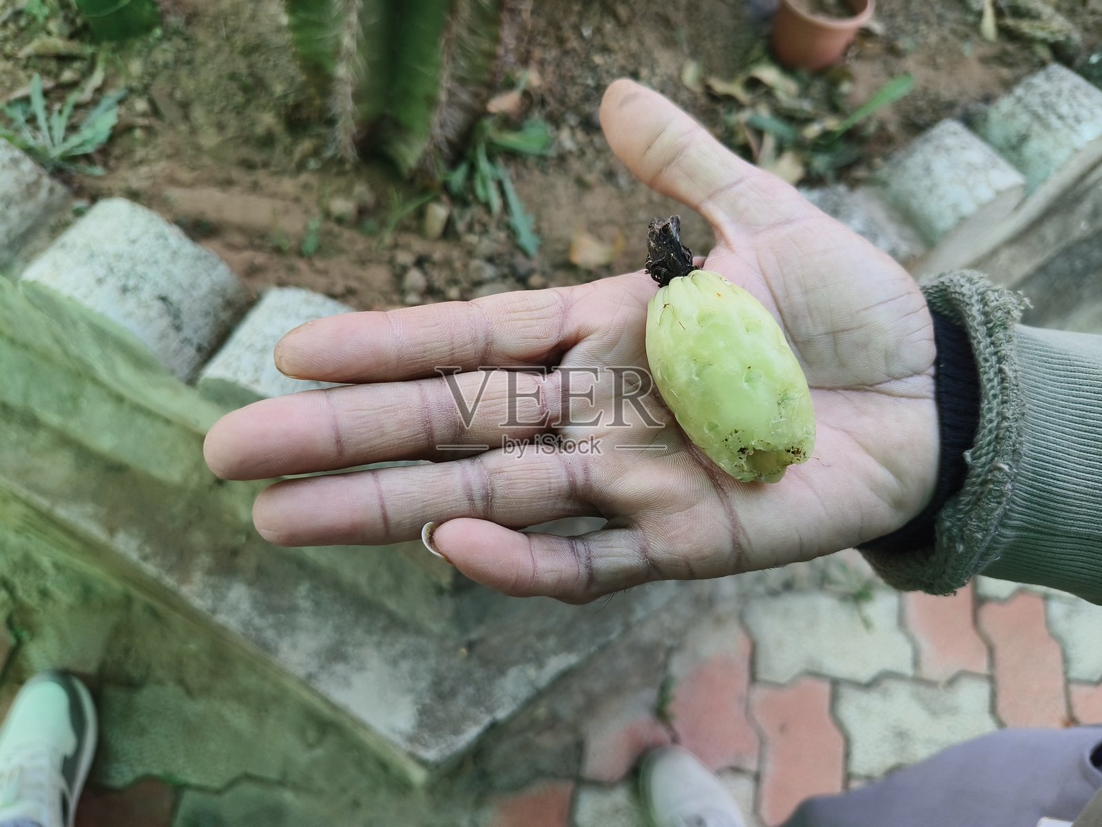 仙人掌的果实照片摄影图片