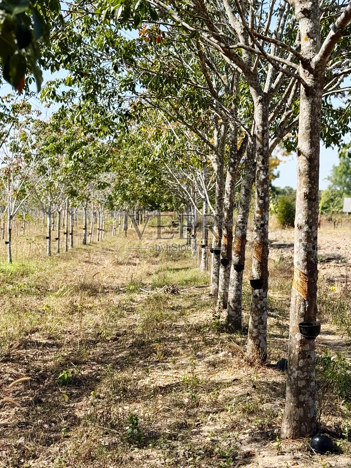 泰国萨空那空府乡村的橡胶树种植园照片摄影图片