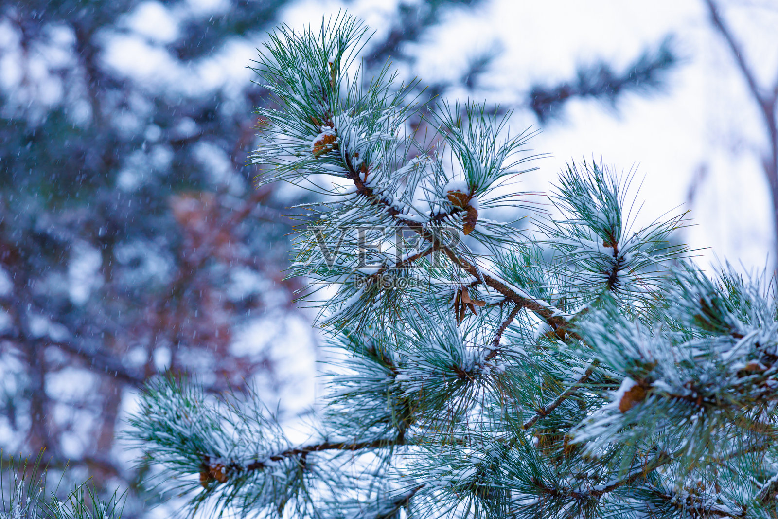 松枝上覆盖着初雪。松枝上轻轻地积着新雪，象征着冬天的开始和自然的季节性转变。照片摄影图片