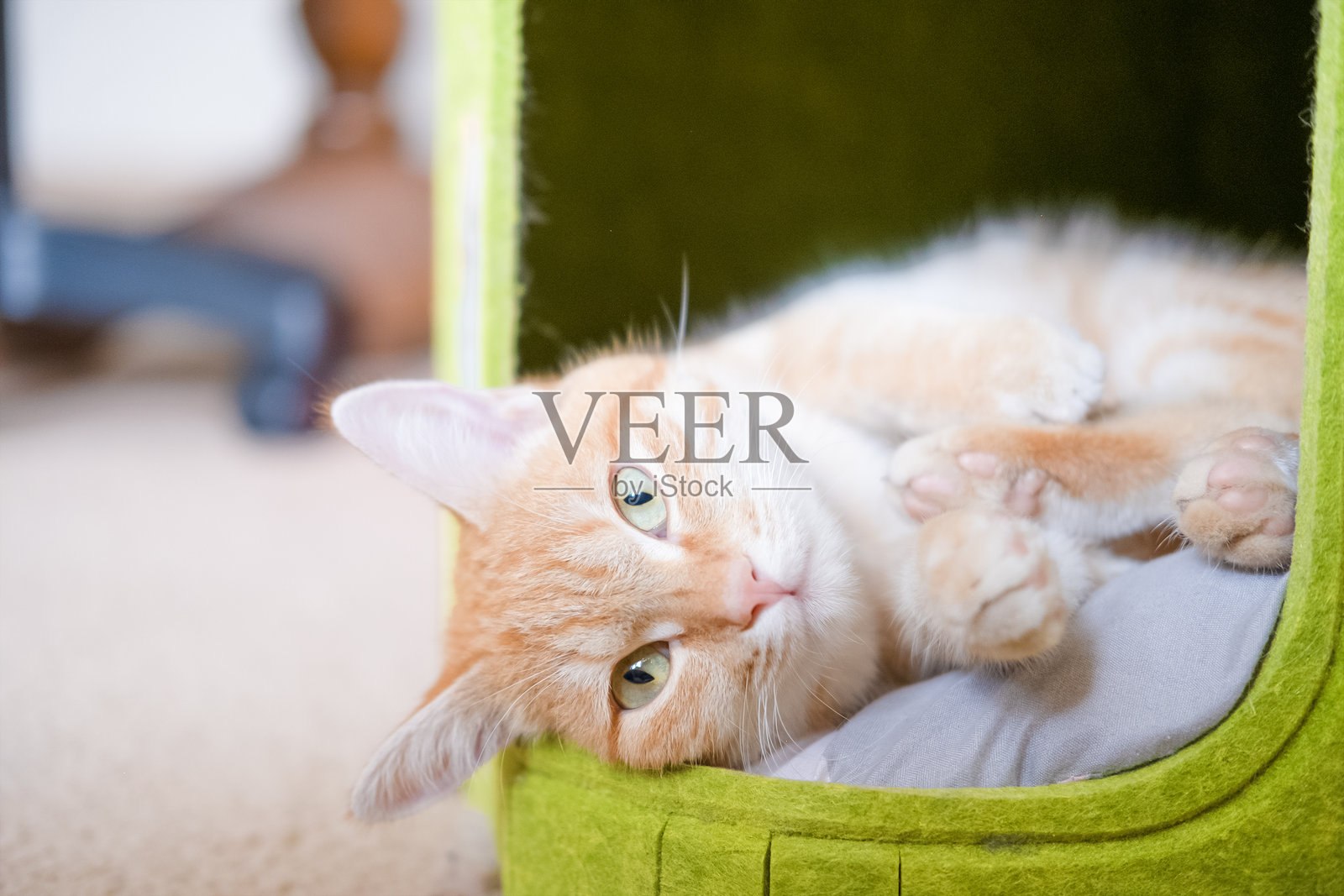 一只红猫躺在一座绿色的房子上照片摄影图片