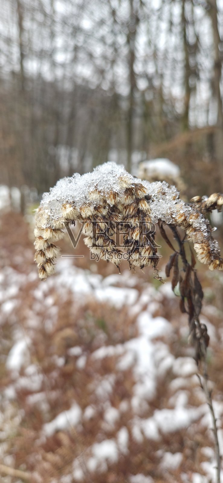 干枯的棕色枯草叶被雪覆盖，森林，冬天，寒冷，冰冻，特写照片摄影图片