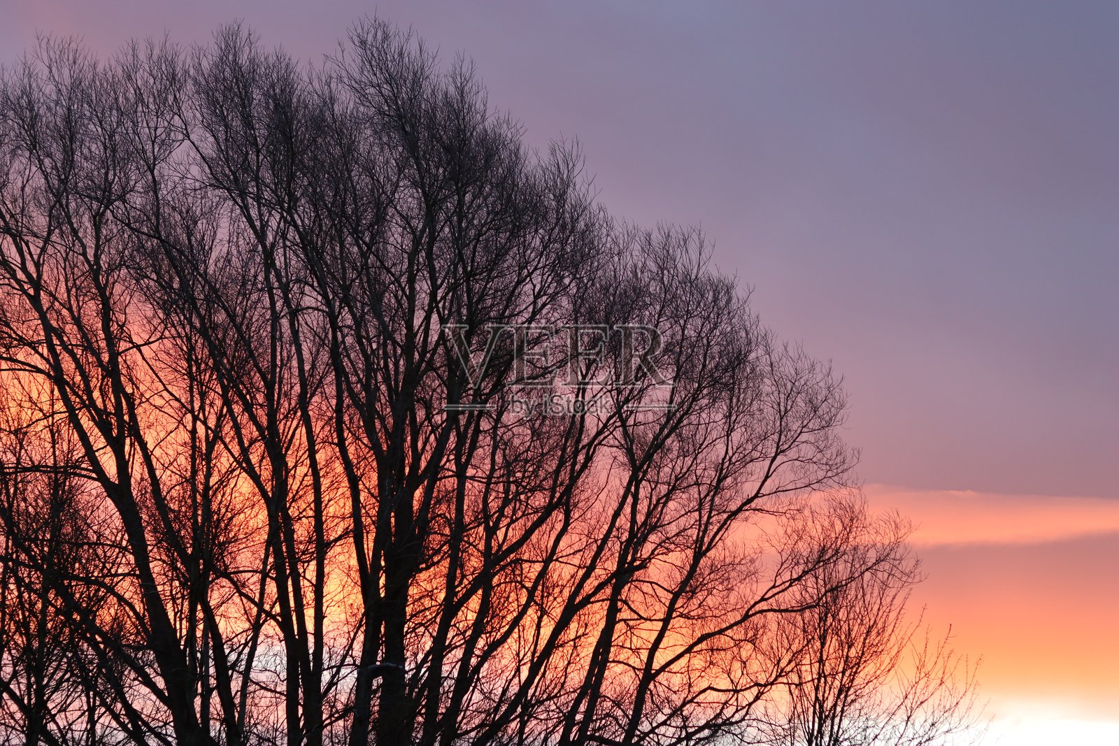 冬日暖阳透过光秃的树枝，色彩斑斓的日出照片摄影图片