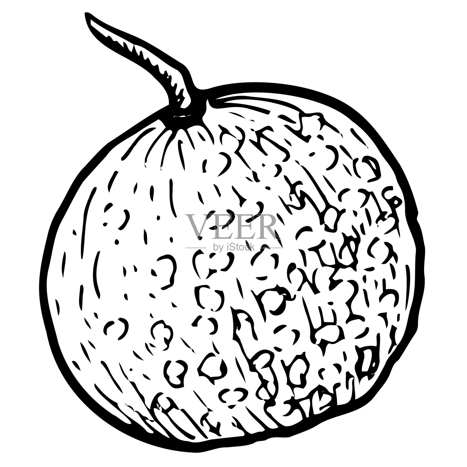 龙眼矢量图，果实完整，孤立在白色背景上插画图片素材