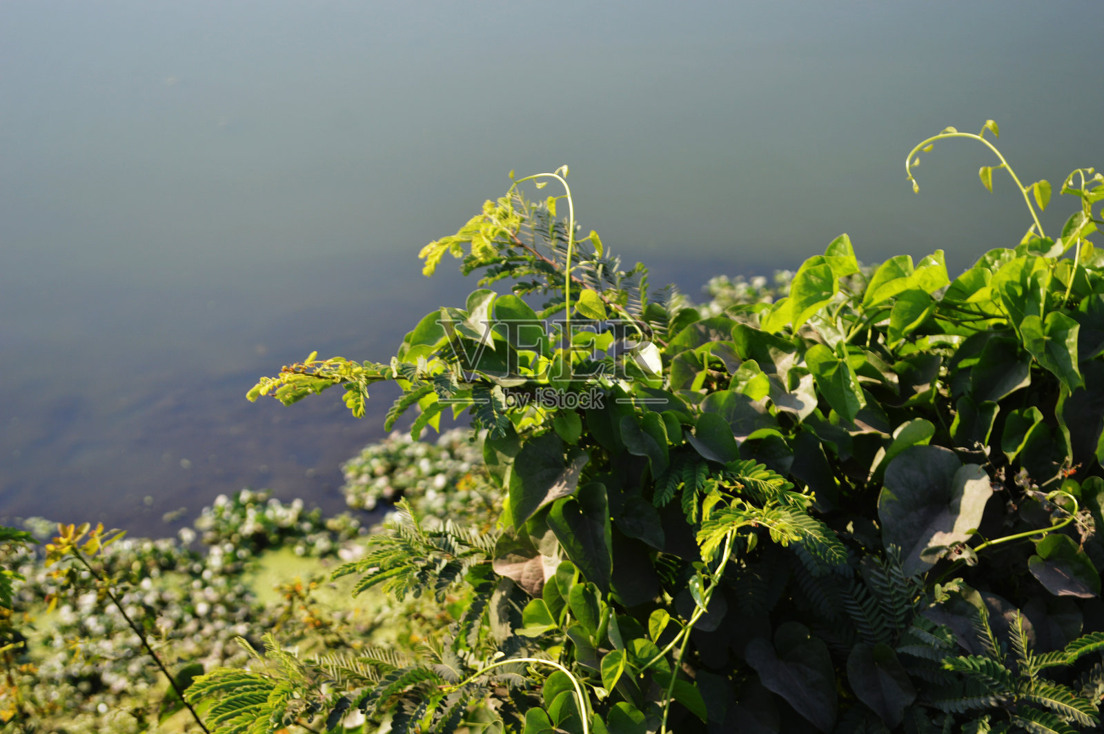植物上鲜绿色叶片的特写，用于自然、花园和植物素材照片摄影图片
