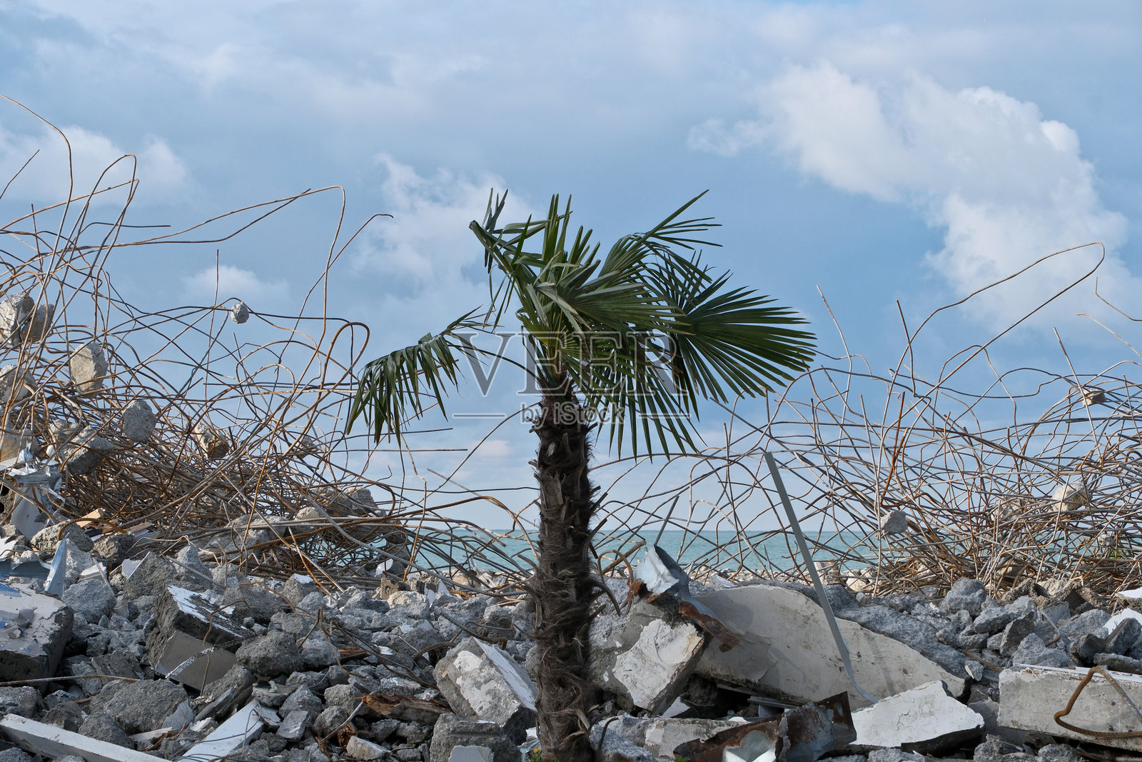 毁灭与自然的对比：生锈钢筋的钢筋混凝土墙残骸旁是一棵绿色的棕榈树，天空多云。照片摄影图片