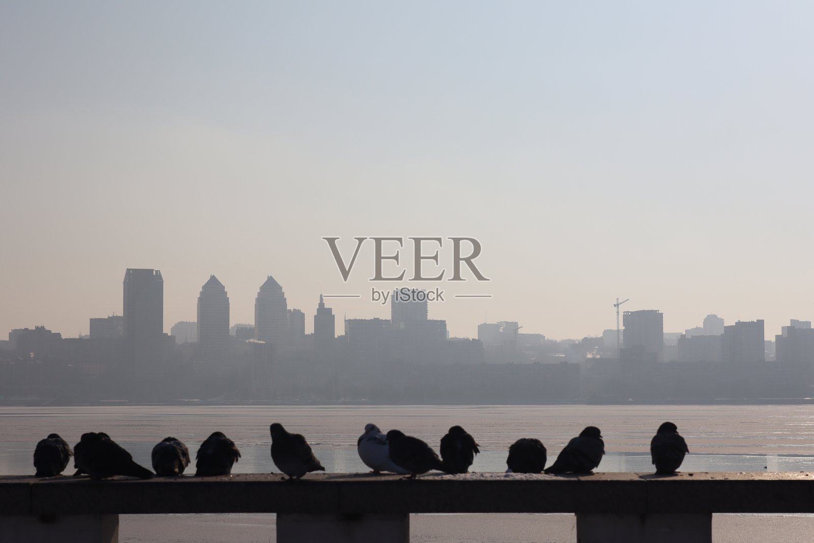 清晨时分，鸽子栖息在窗沿上，背景是城市天际线和水景。照片摄影图片