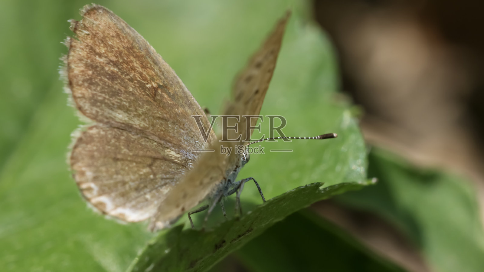 特写：一只棕色小蝴蝶停歇在户外的绿色叶子上照片摄影图片
