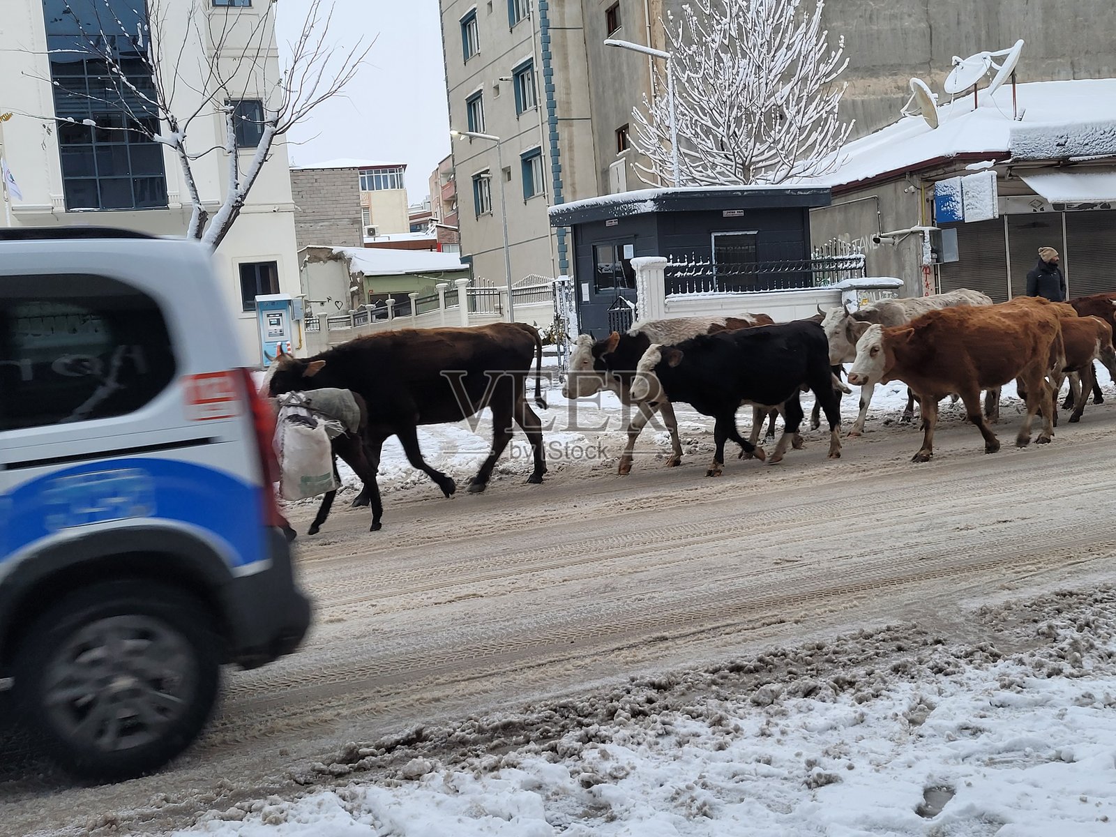 雪暴中的牛在路上照片摄影图片