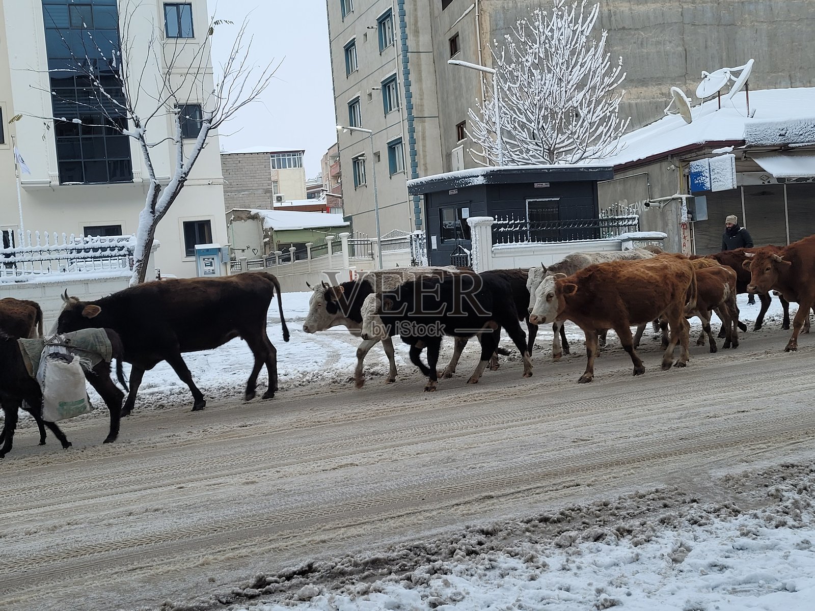 暴风雪中的公路上的牛照片摄影图片