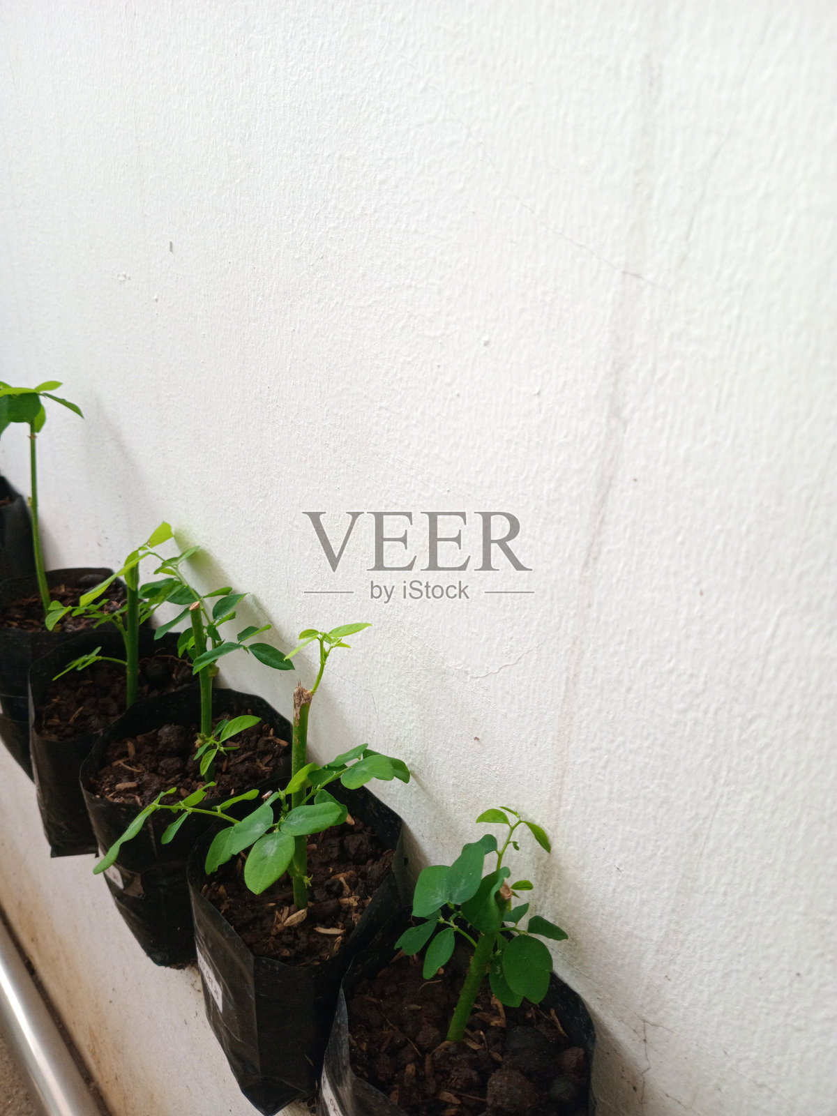 黑色袋子里的幼苗，背景是白墙照片摄影图片