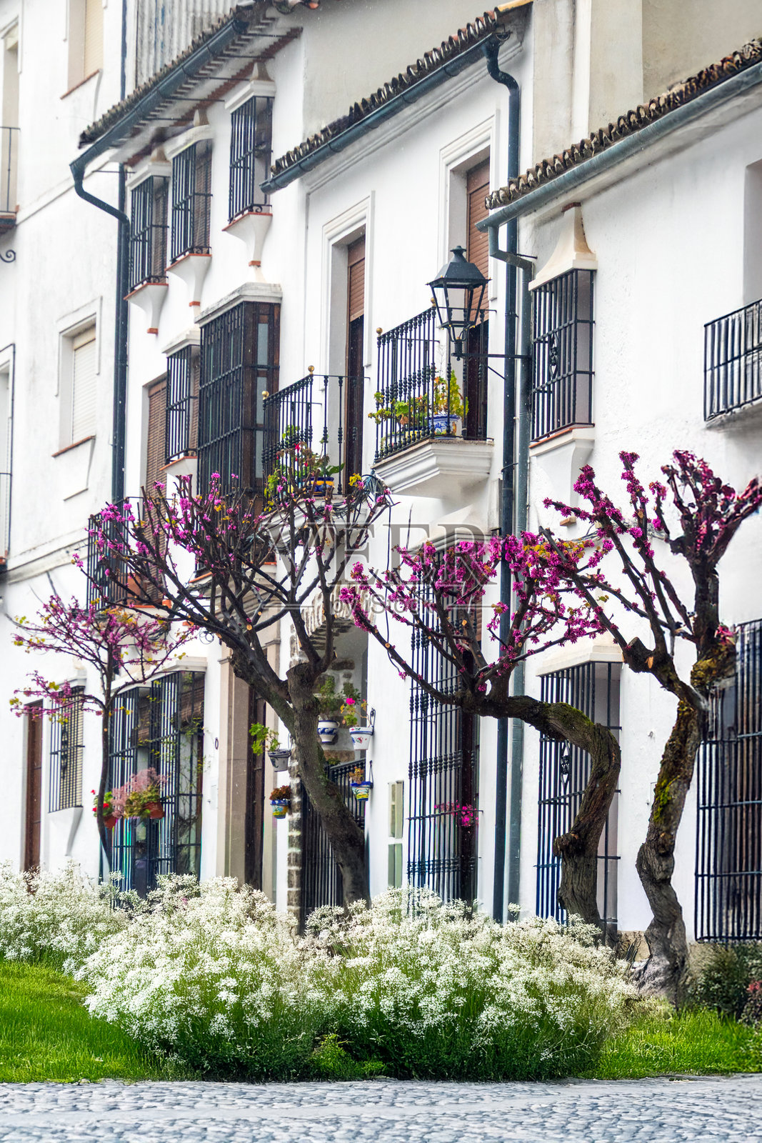 安达卢西亚龙达，粉刷一新的街道旁春意盎然照片摄影图片