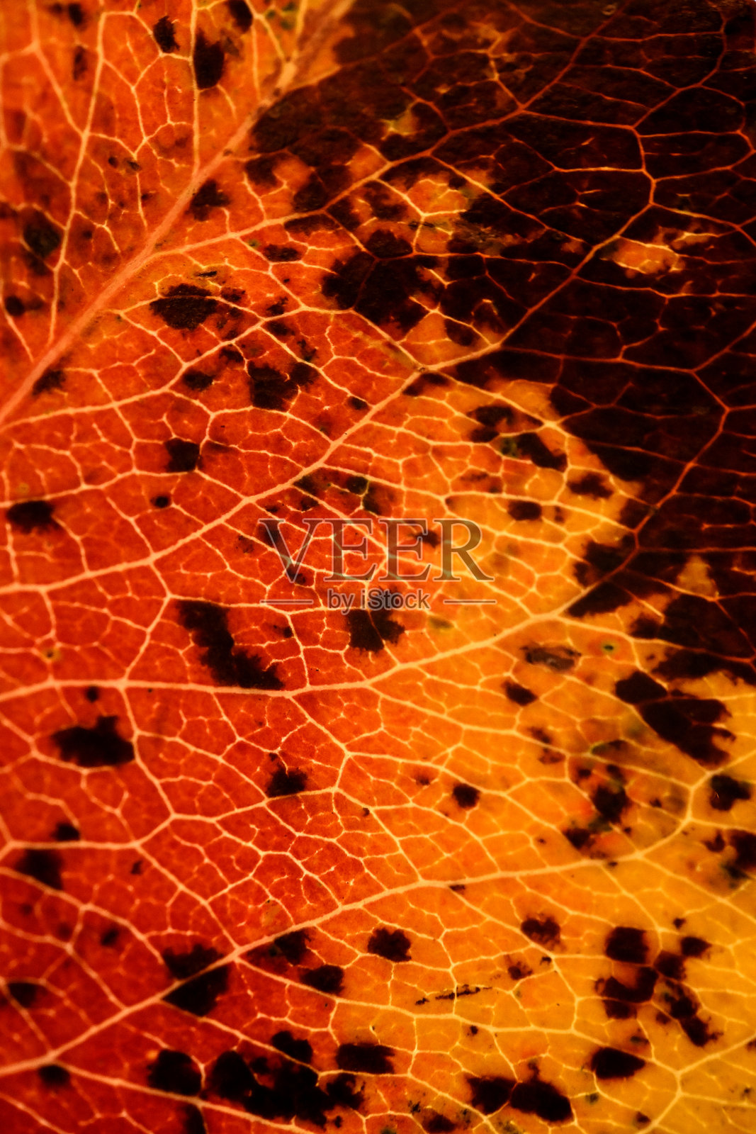 秋天的落叶，逆光拍摄照片摄影图片