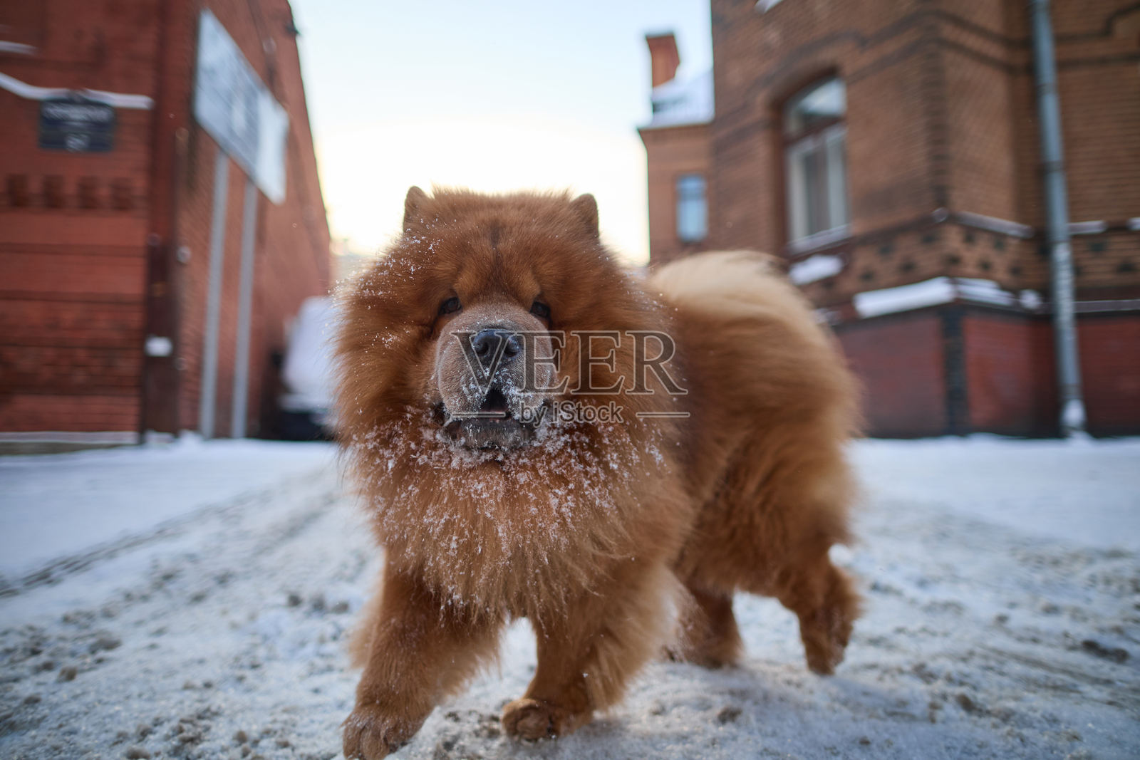 一只棕色的吉娃娃犬在城市里照片摄影图片