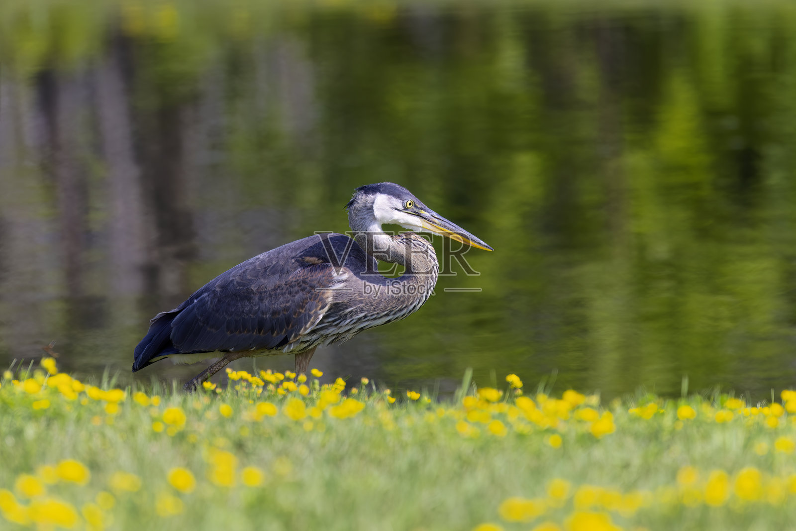 大蓝鹭(Ardea herodias)照片摄影图片