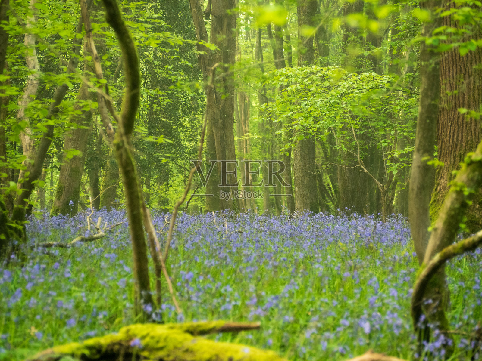 清晨的蓝色风铃草照片摄影图片