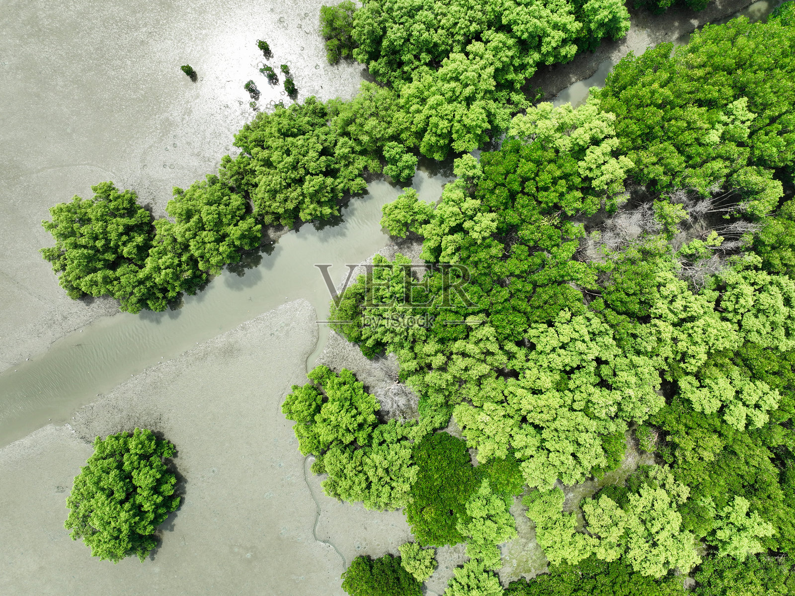 绿色红树林航拍俯视图照片摄影图片