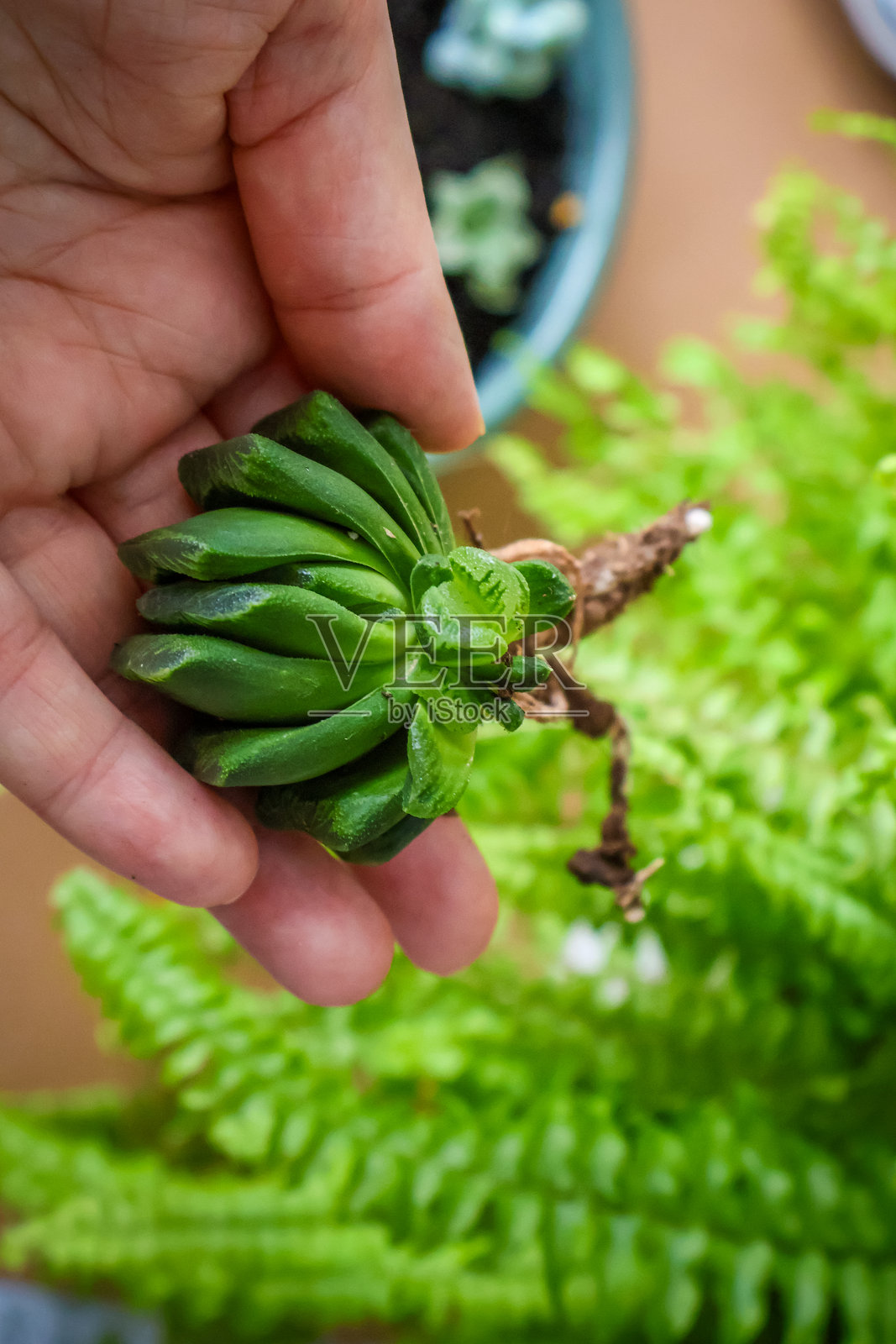 手握截叶十二卷。多肉植物扦插繁殖过程，手中握着枝条和根系。照片摄影图片