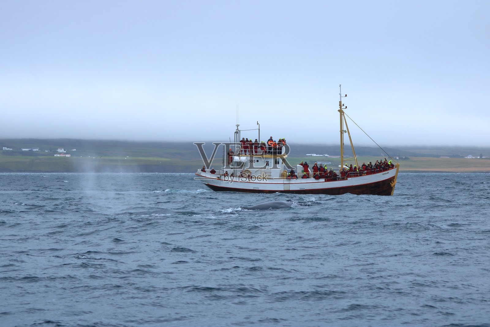 冰岛赫里斯岛埃亚峡湾的观鲸游船照片摄影图片