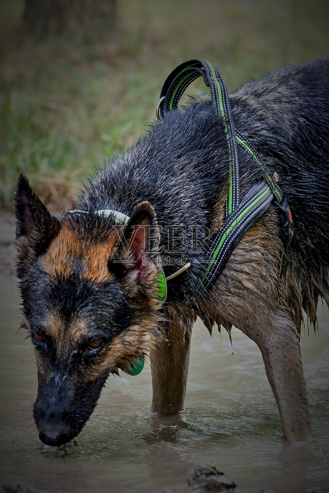 一只活跃的狗在自然环境中探索河流照片摄影图片